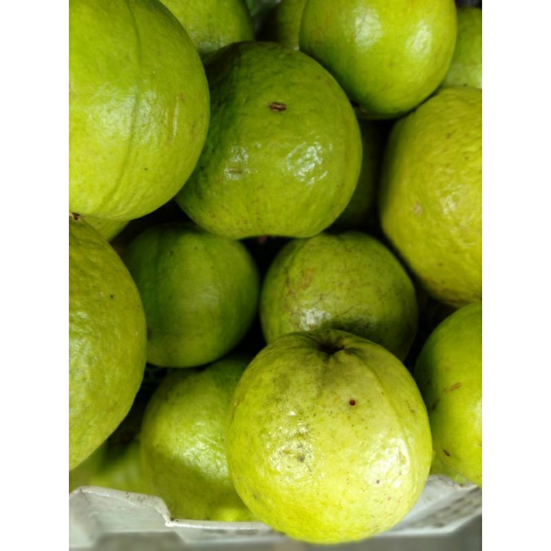 JAMBU BIJI MERAH SEGAR