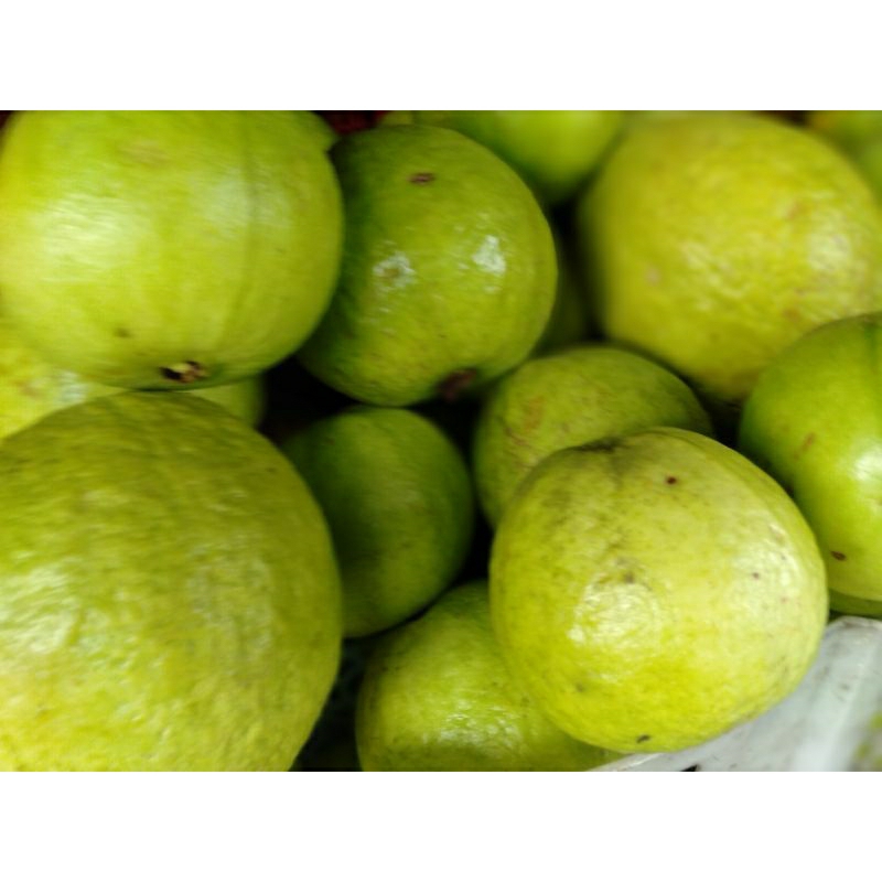 

BUAH JAMBU BIJI MERAH SEGAR kilogram