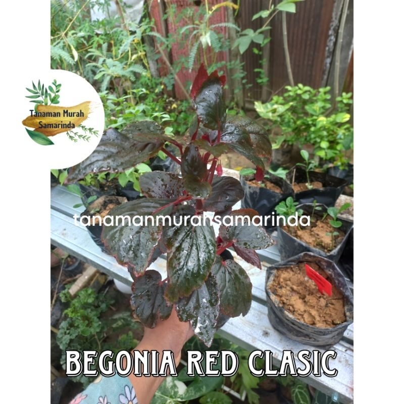 TMS~ Begonia Red Clasic Begonia Merah Begonia red maroon