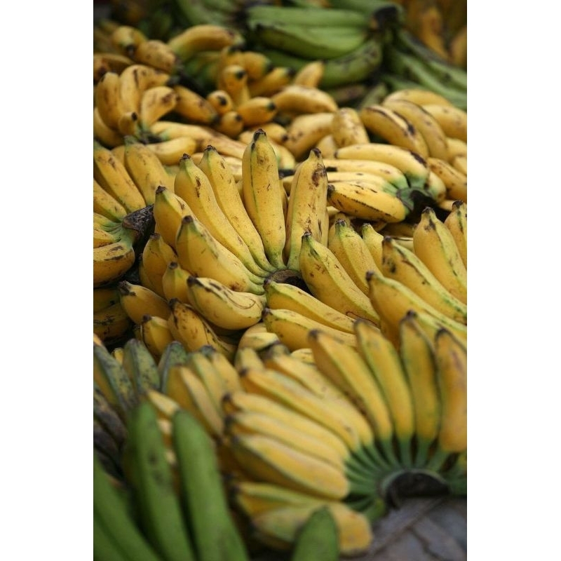 

pisang kepok segar 1 sisir