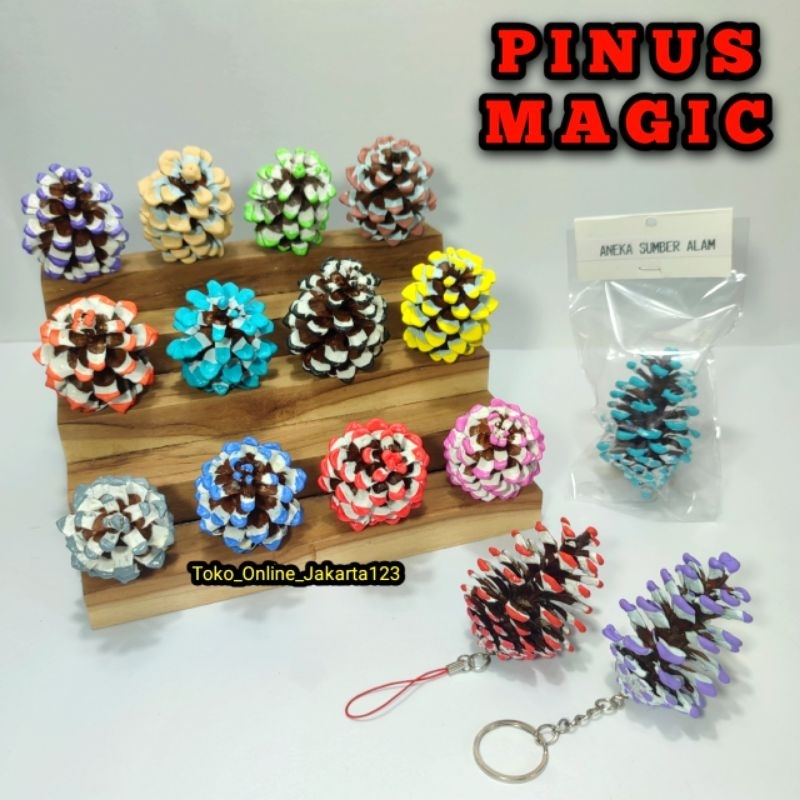 Buah pinus kering pine cone warna warni kode B produk ASA Bunga cemara kembang pines