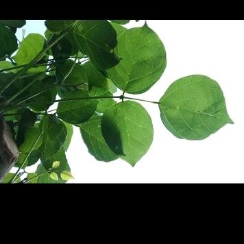 

daun Dadap segar 3 lembar/tangkai