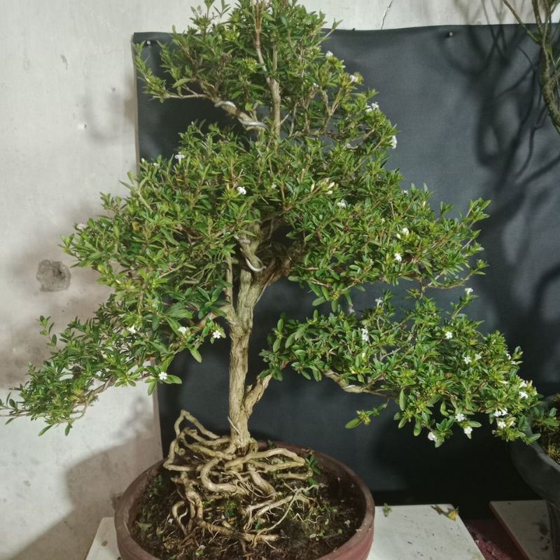seribu bintang