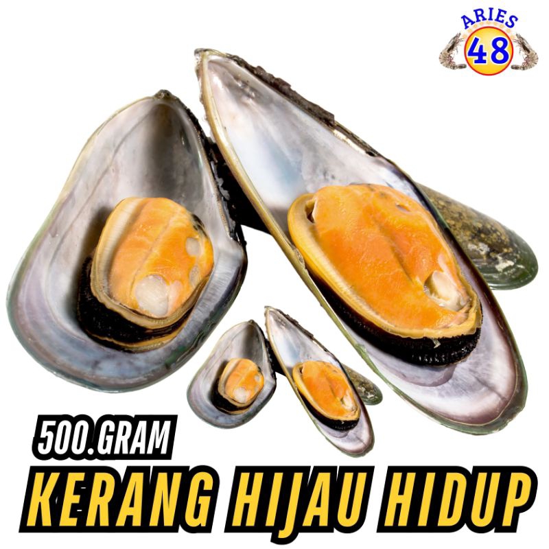 

Kerang Hijau Hidup 500Gram