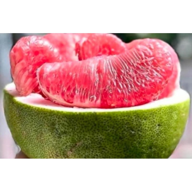 

Jeruk Pamelo Merah Segar 1 Buah 1-7 - 3 Kg Fresh Baru Petik Super Besar Termurah