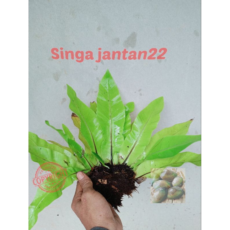 Kadaka hutan Tanaman hias ukuran sedang untuk aviary dan hiasan taman