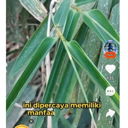 

inti daun bambu penawar racun 15 pcs