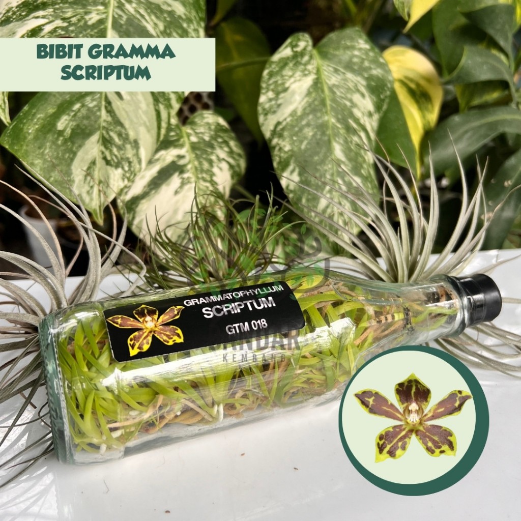 Bibit Botolan Grammatophyllum SCRIPTUM Rare ID Warna Unik Bunga Harum