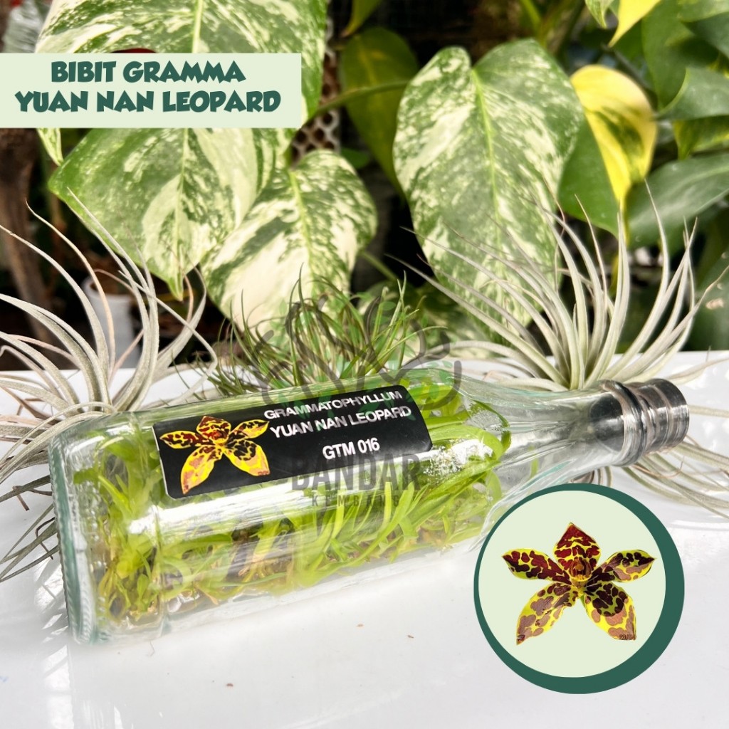 Anggrek Gramma YUAN NAN LEOPARD Botolan Langka Import Siap Aklim