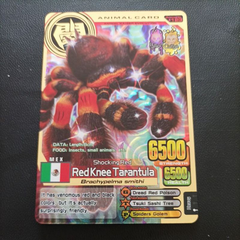 ANIMAL KAISER RED KNEE TARANTULA GOLD RARE EVO 3