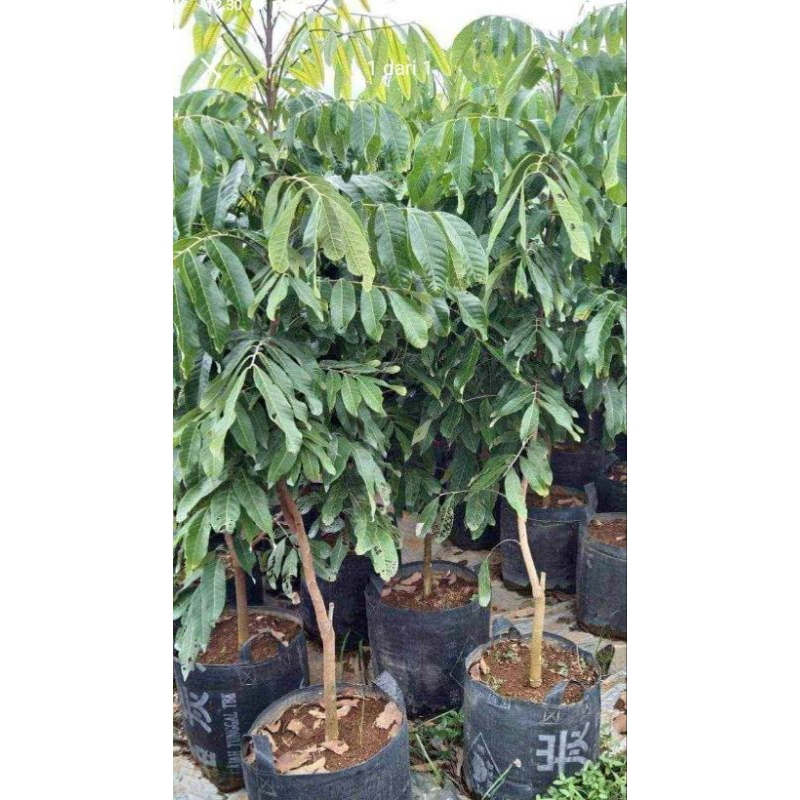 paket bibit kelengkeng isi 3