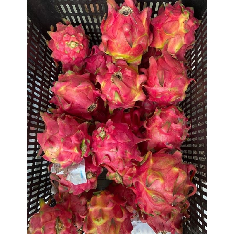 

Buah naga 1kg