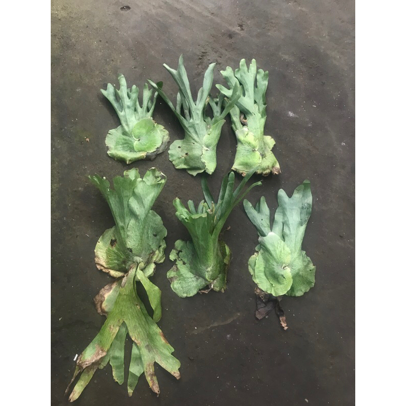 PLATYCERIUM WANDAE CABUTAN +-30cm