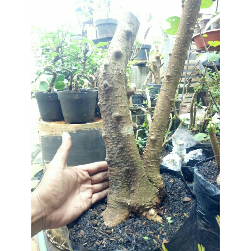 bahan bonsai anting putri jumbo