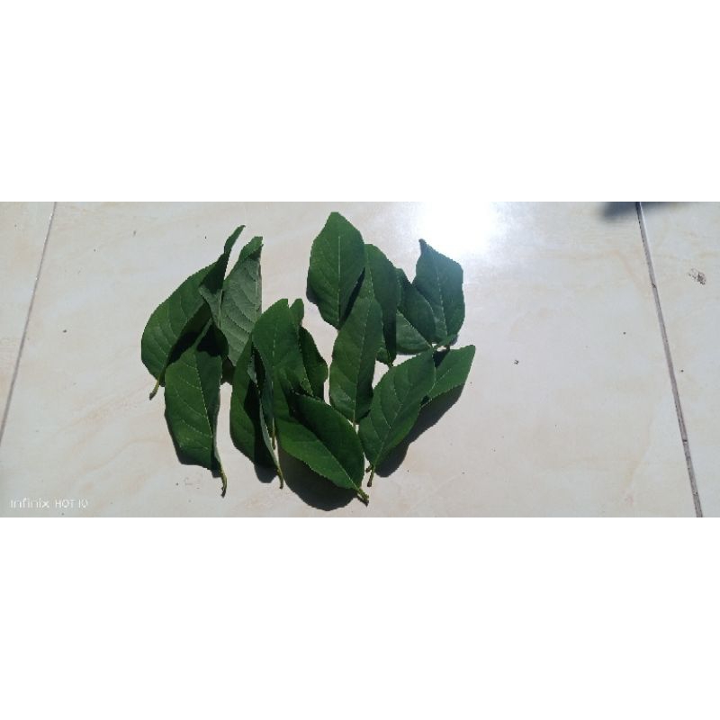 

daun srikaya segar