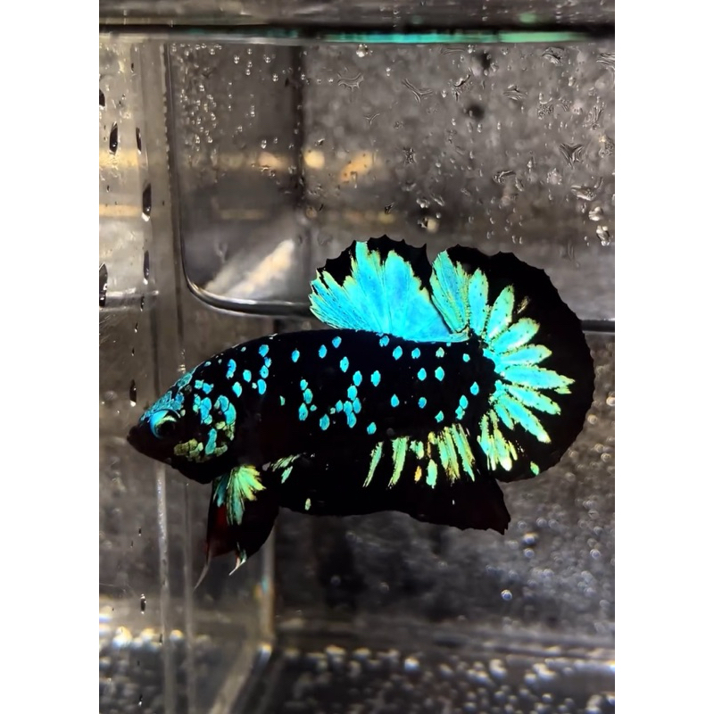 

AVATAR GORDON TOP GRADE