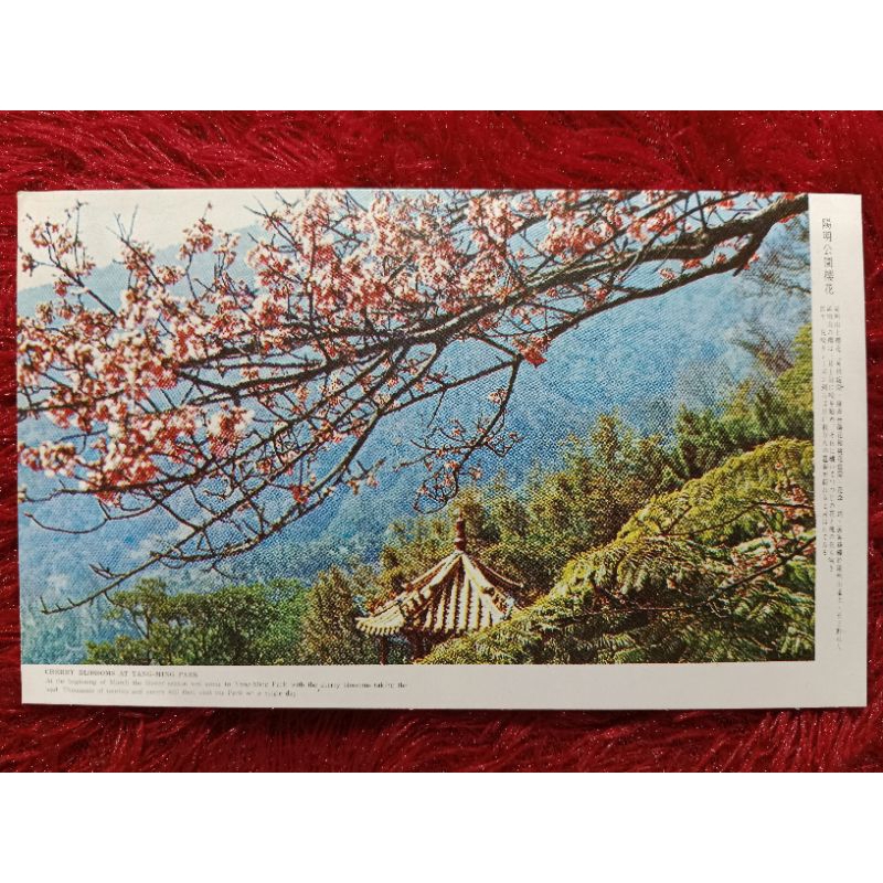 

Post Card China Taiwan Cherry blossom Of Yang-Ming Park UN USED