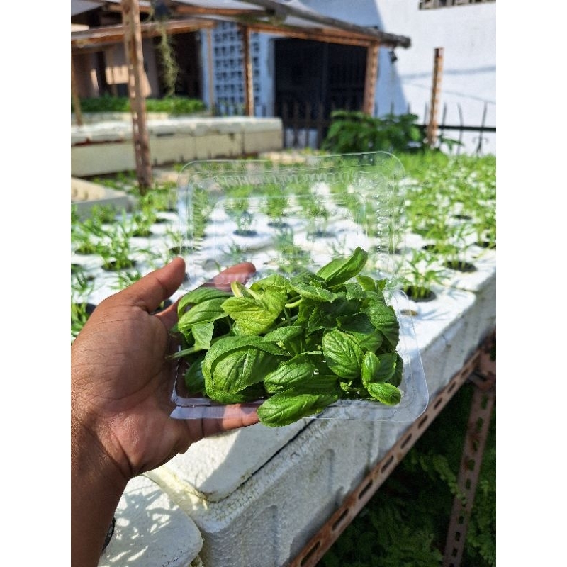 Daun Basil Segar / Fresh Basil Leaves / Italian Basil 50 gram