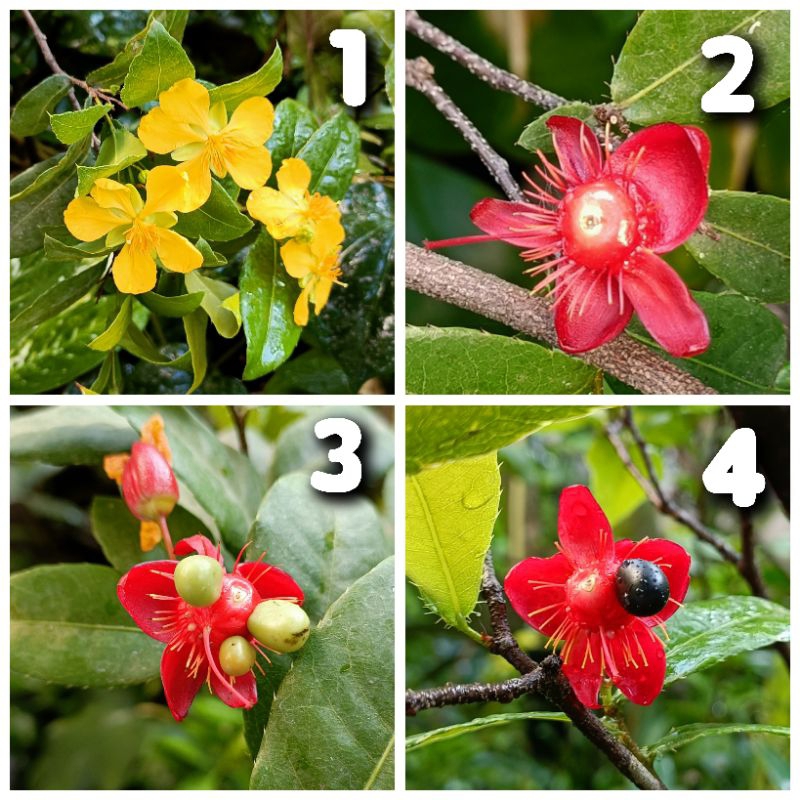 Tanaman hias cantik Wahyu Tumurun / Ochna Serrulata / Mickey Mouse Plant