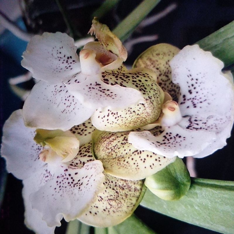 Anggrek Vanda Dewasa
