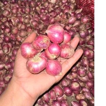 

Bamer-Bawang Merah