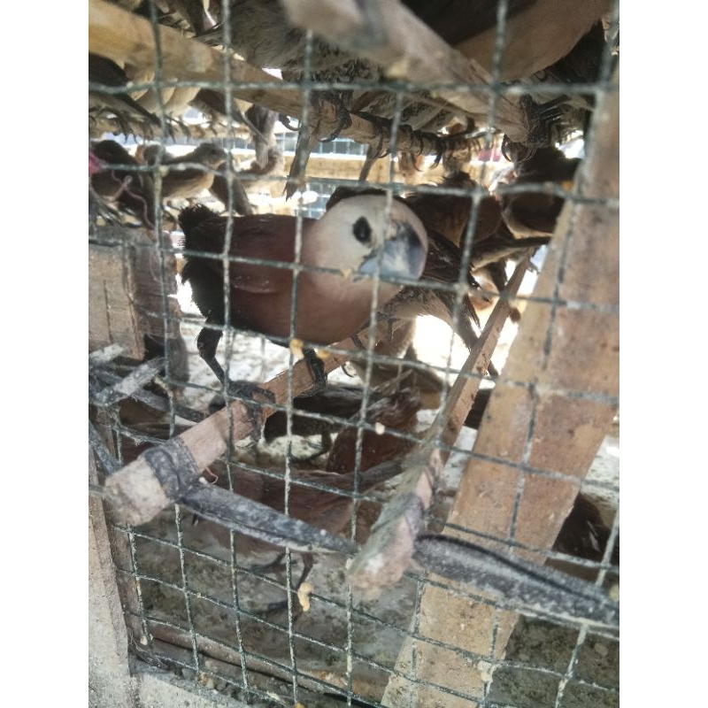 burung Pipit .emprit .peking warna warni