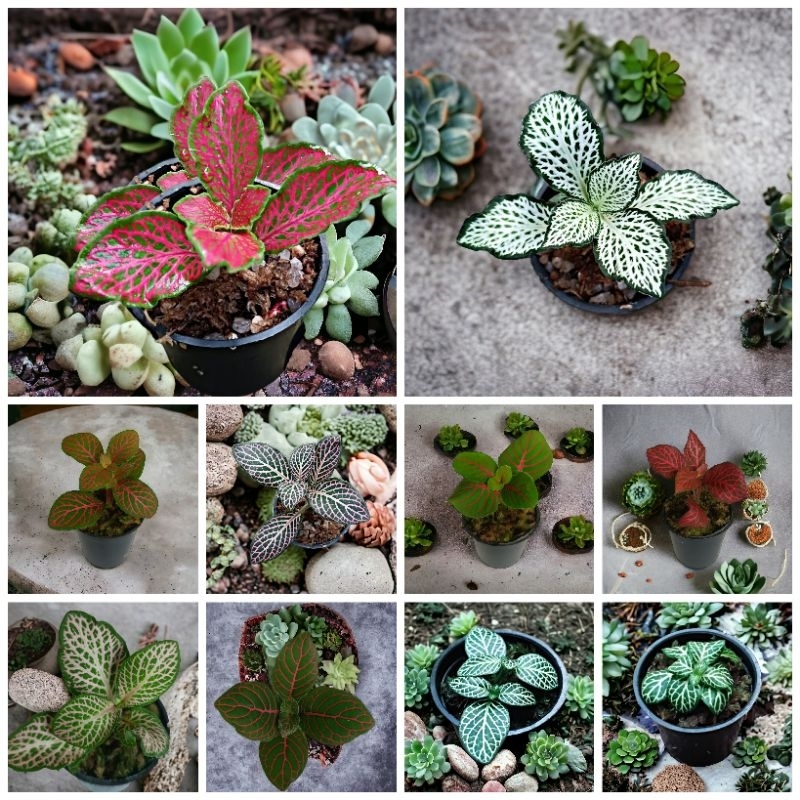 Paket Tanaman Fittonia Albivenis Variant Jenis - Tanaman Hias Paludarium