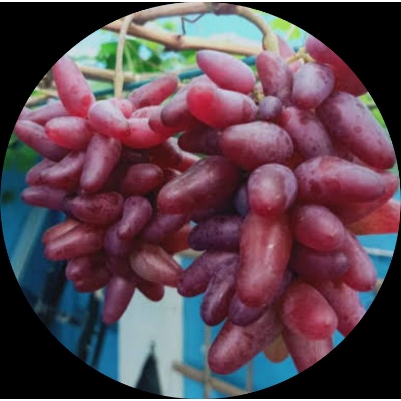 

bibit anggur import jenis CRV (carnival)