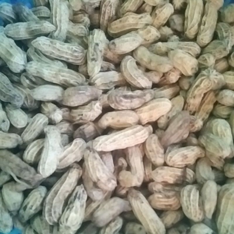 

kacang mentah bibrida super