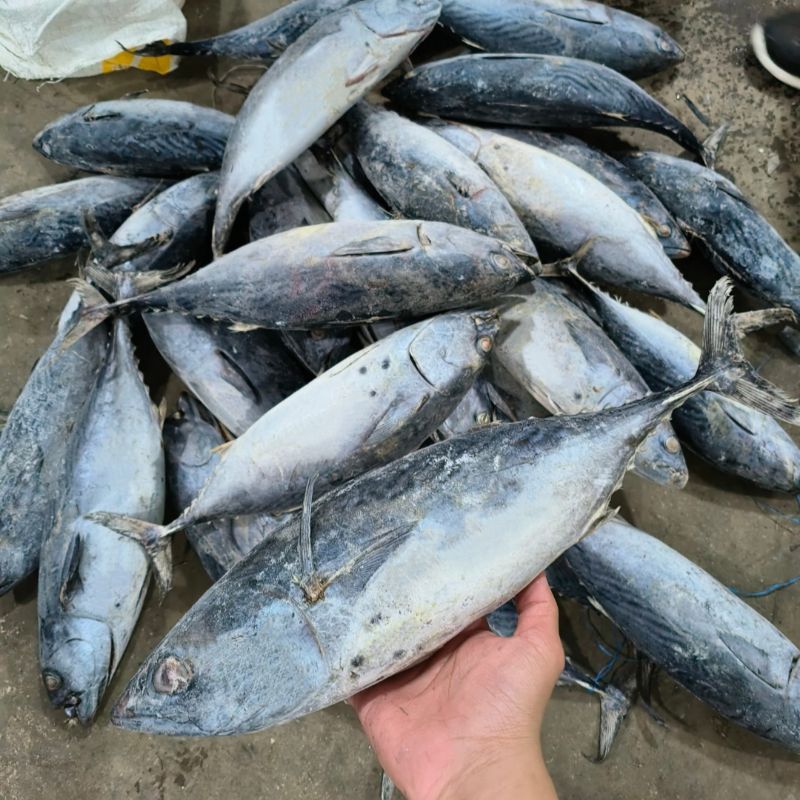 

Ikan Tongkol Batik 10kg