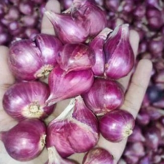 

Bawang Merah Asli Probolinggo