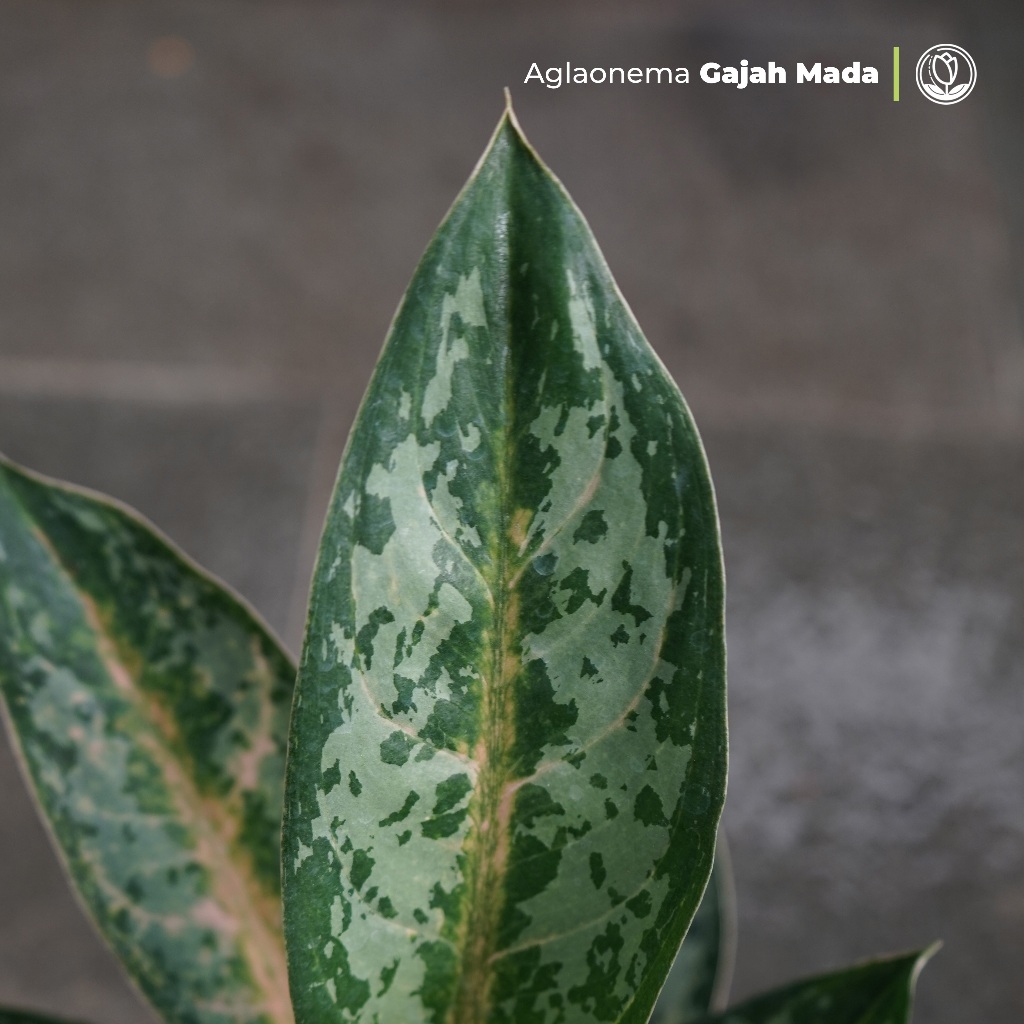Aglonema Gajahmada
