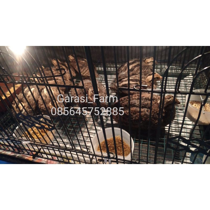 Anak Ayam Hutan Hijau