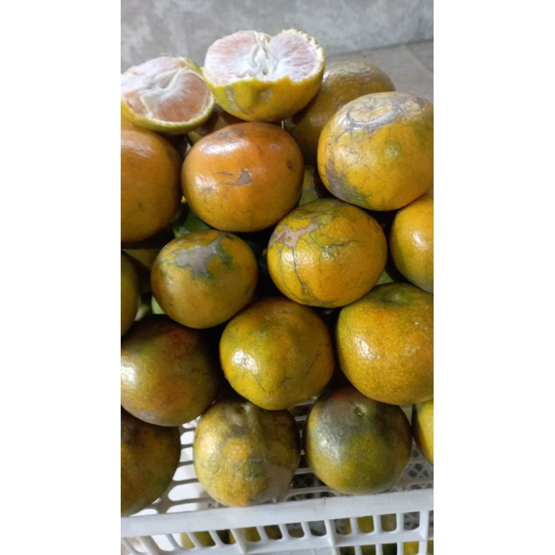 

JV BUAH JERUK MALANG SANTANG MADU SUPER MANIISS/GLOWIN GGEDE,,PENGIRIMAN JERUK GEDE 1kg