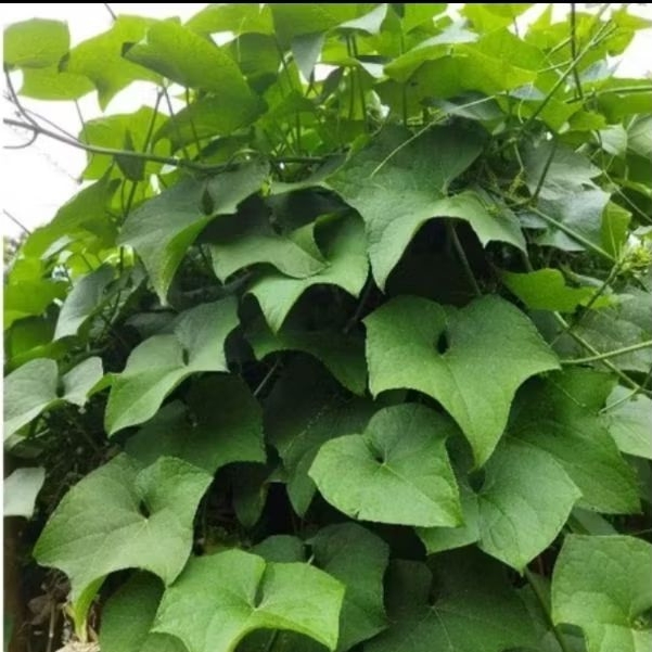 

Daun pucuk Labu Sieum muda segar 500 gram