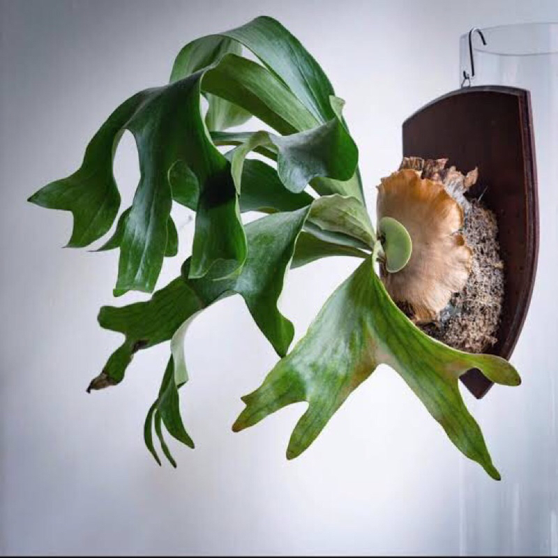 platycerium panama anakan