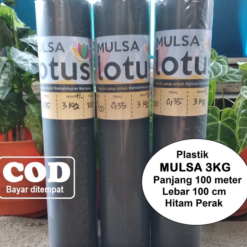 KI3 mulsa plastik mulsa 1 roll lebar 1 cm panjang 1 meter tanaman cabe tomat terong sayuran dan buah