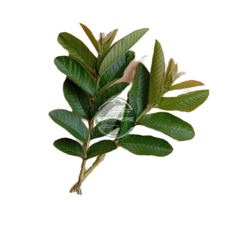 

Daun jambu biji muda segar per 500 gram