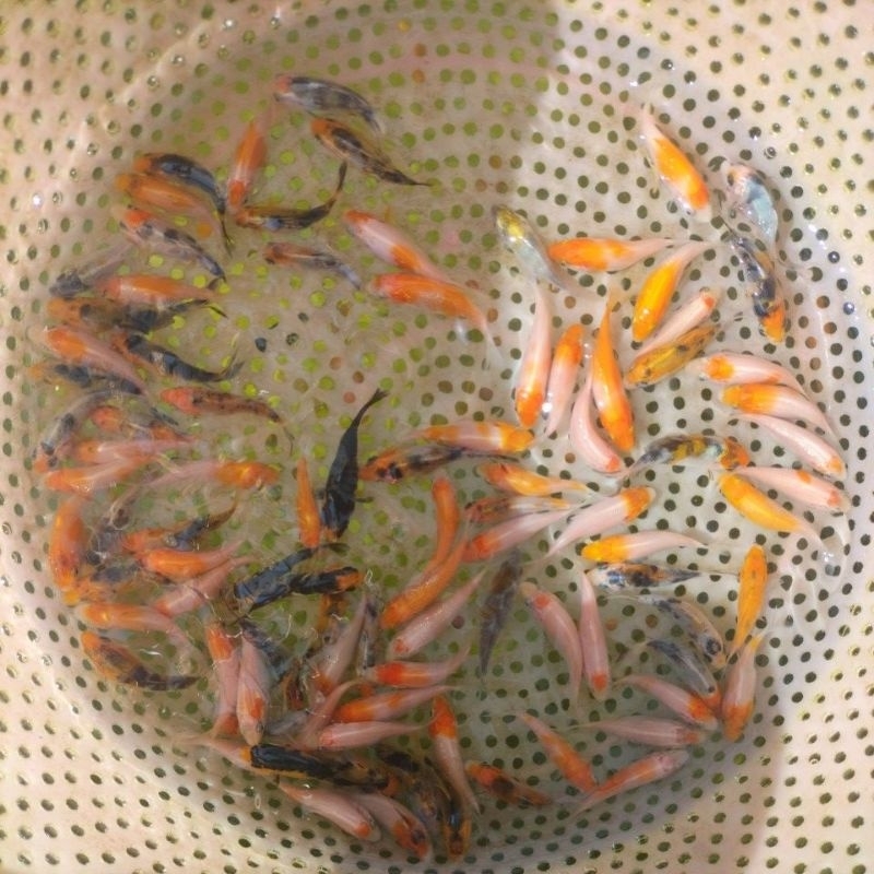 pakan/bibit ikan koi blitar size 3,4cm