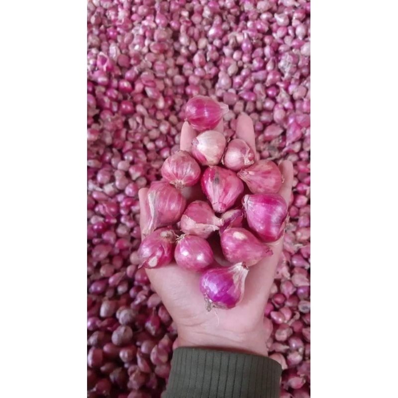 

bawang merah lokal nganjuk besar grade super A glowing - brambang lokal nganjuk super A murah