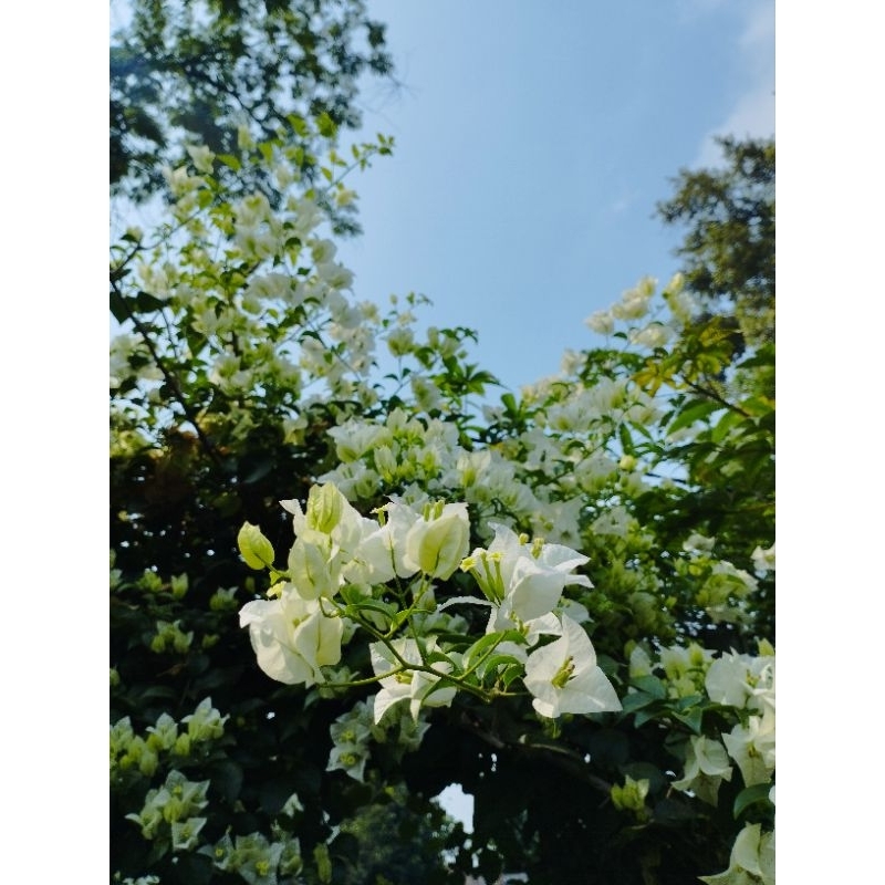 bougenville putih Bangkok