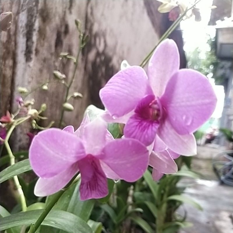 DendrobiumBulatBundling