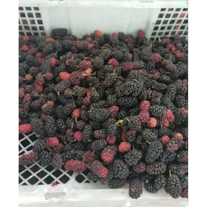 

Buah beri Mulberry / blackberry lokal (Frozen)