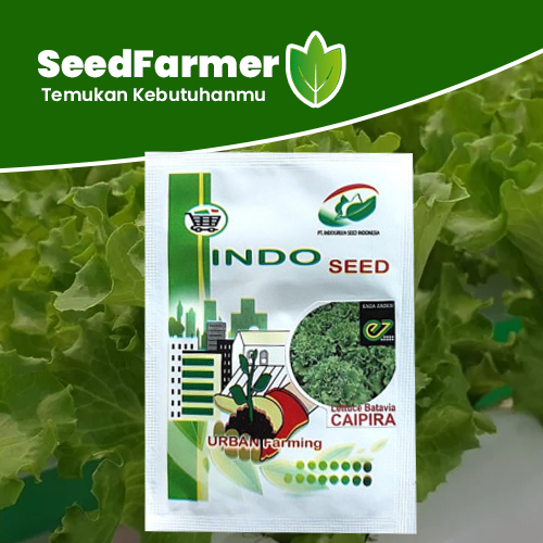 Benih Bibit Selada Batavia Caipira 1 Gram Selada Hijau Keriting Tahan Bolting Original Pabrik