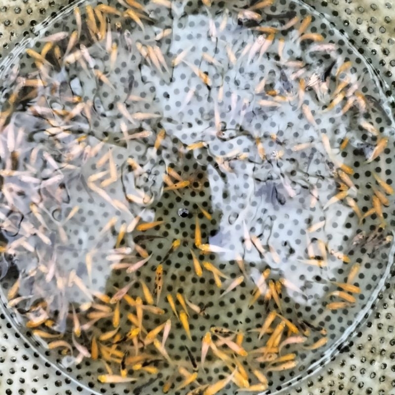 sdy78 Pakan/Larva Koi 100Ekr