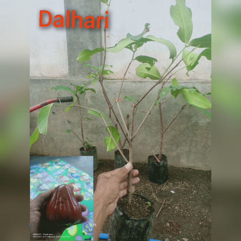 

bibit jambu dalhari cangkok