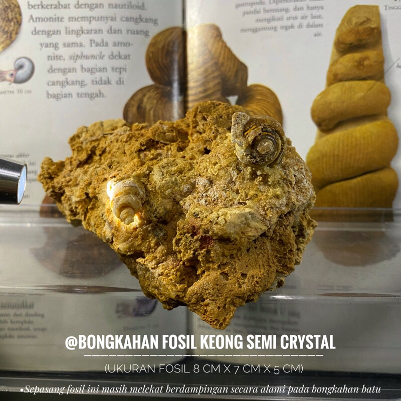 Bongkahan Fosil Keong Semi Crystal A36 atau Sepasang Fosil Keong Temuan atau Fosil Kol Buntet Alam a
