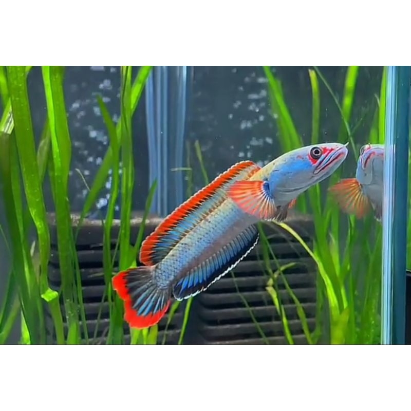 

Fire and ice 4-5-6 cm