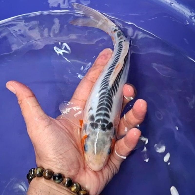 Ikan Koi Blitar Jenis Shusui / Rumah Koi Jakarta / kode 006