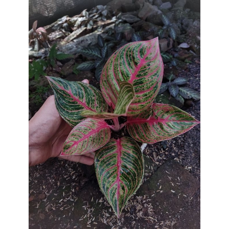 Aglonema hugges merah tanian lokal